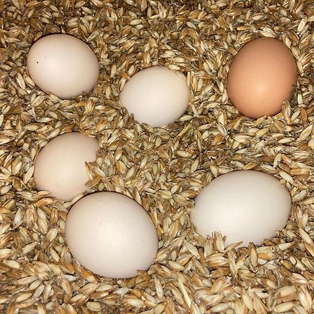 Urlaub Am Bio-Bauernhof Liebchen Villa Zeutschach Eksteriør bilde